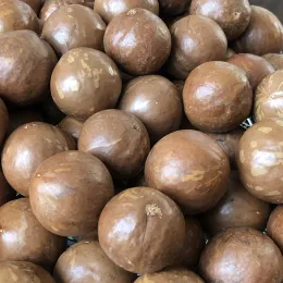 24-26mm No. 1 Macadamia nuts in shell