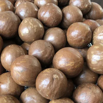 24-26mm No. 1 Macadamia nuts in shell