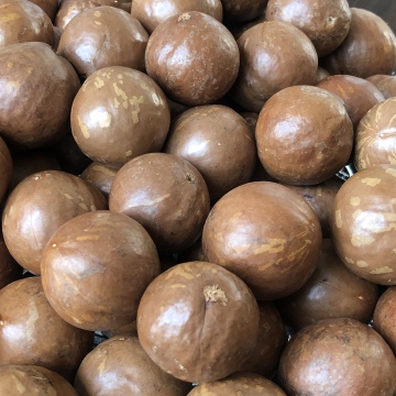 24-26mm No. 1 Macadamia nuts in shell