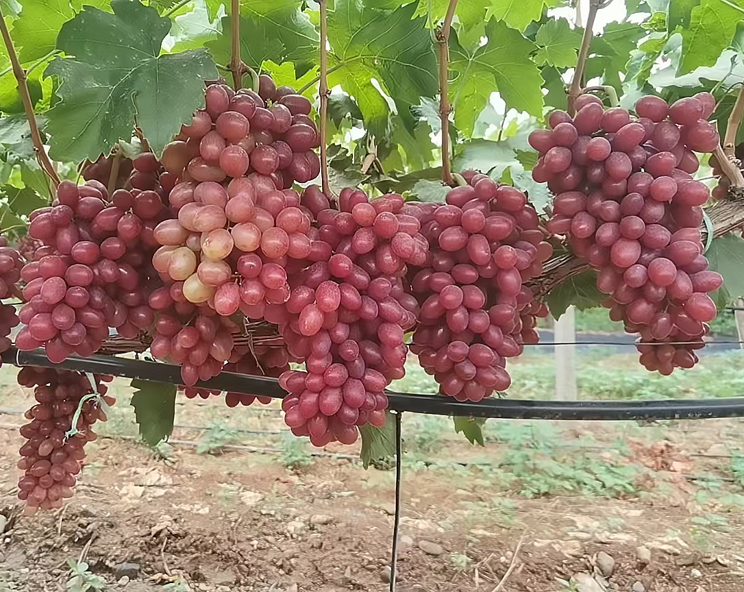 Grape