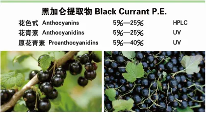 Black Currant Extract Powder