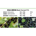 Black Currant Extract Powder