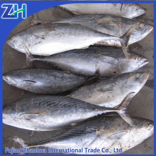 new arrival good quality frozen whole roud bonito