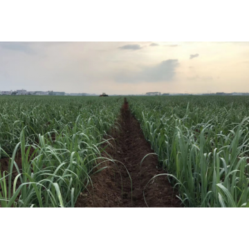 Cane fertilizando o espalhador de fertilizante de cana-de-açúcar Weeder