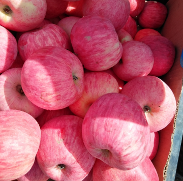 2017 fruit red Fuji pregnant baby apple