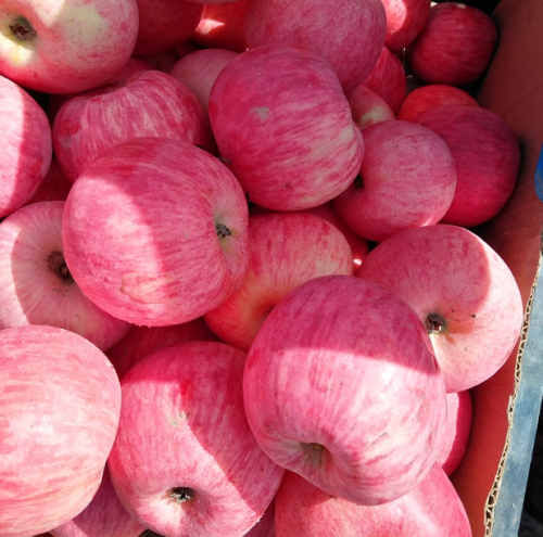 2017 buah merah apel apel hamil Fuji