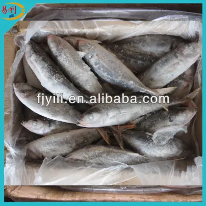 Supply sea frozen horse mackerel