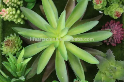 hotsale succulent plants, wall plants
