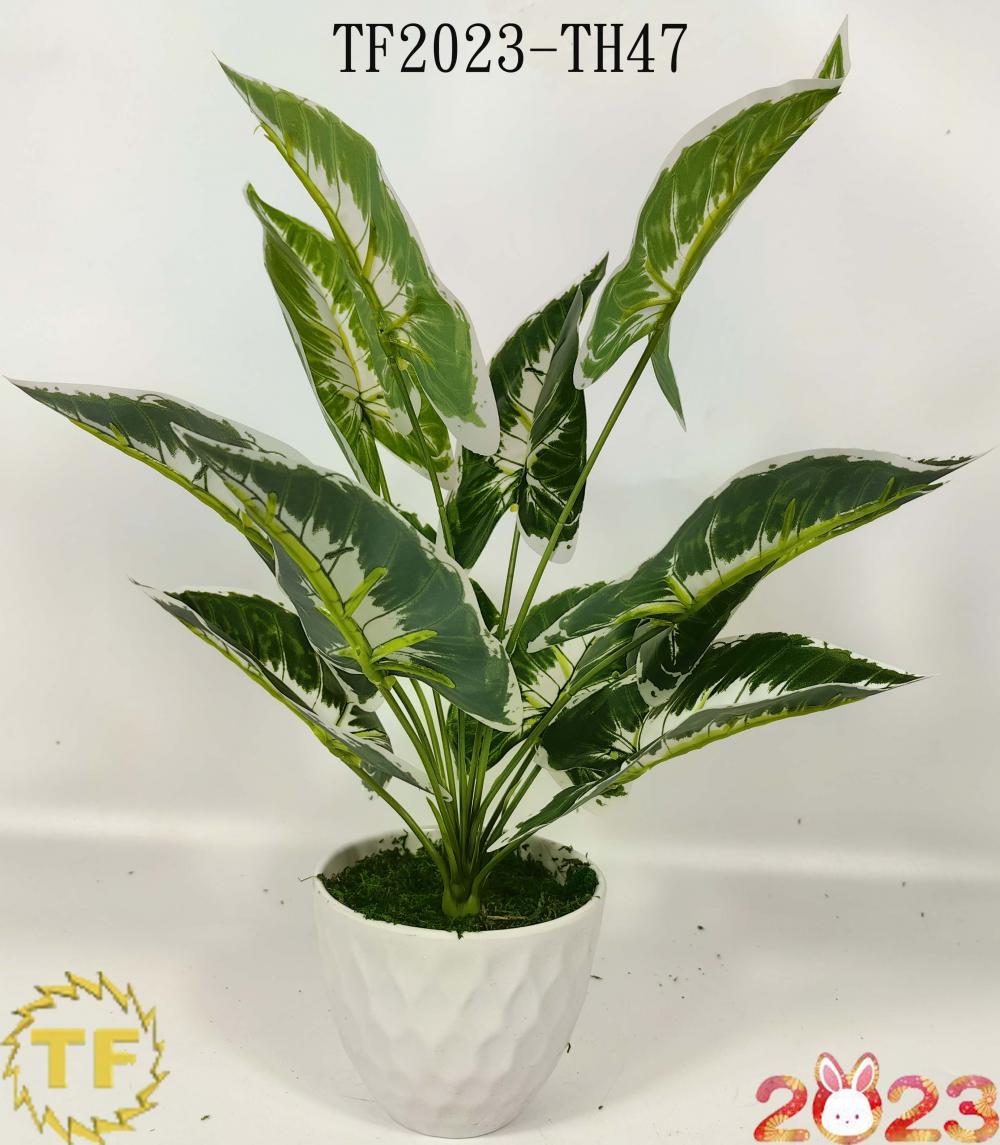 46cm Dieffenbachia leaf x 12 with plastic Pot