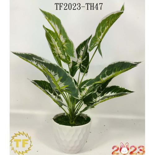 46cm Dieffenbachia leaf x 12 with plastic Pot