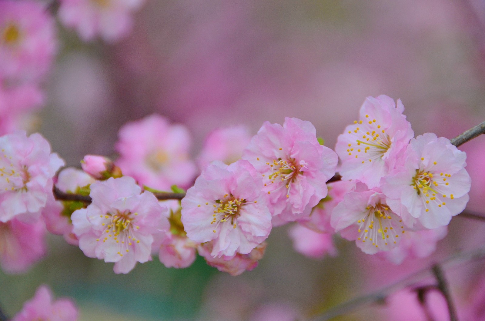 warm spring filter press