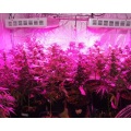 300 / W600W / 900W / 1200W / 1500W LED Tyfu Sbectrwm Llawn Golau