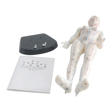 Englisch Code Clear Acupoints 48 cm hohe weibliche Akupunkturmodell für die Behandlungspraxis und die medizinische Wissenschaft