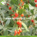 Bacche Goji all&#39;ingrosso a basso contenuto di antiparassitari