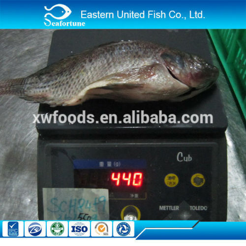 Seafood Export Frozen Best Fresh Frozen Tilapia, High Quality Seafood Export Frozen Best Fresh