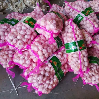 Africa Quality Good Fresh Garlic