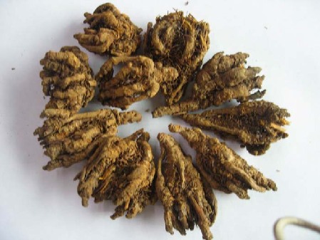 Roots and Stems Were Rosin-like Coptis