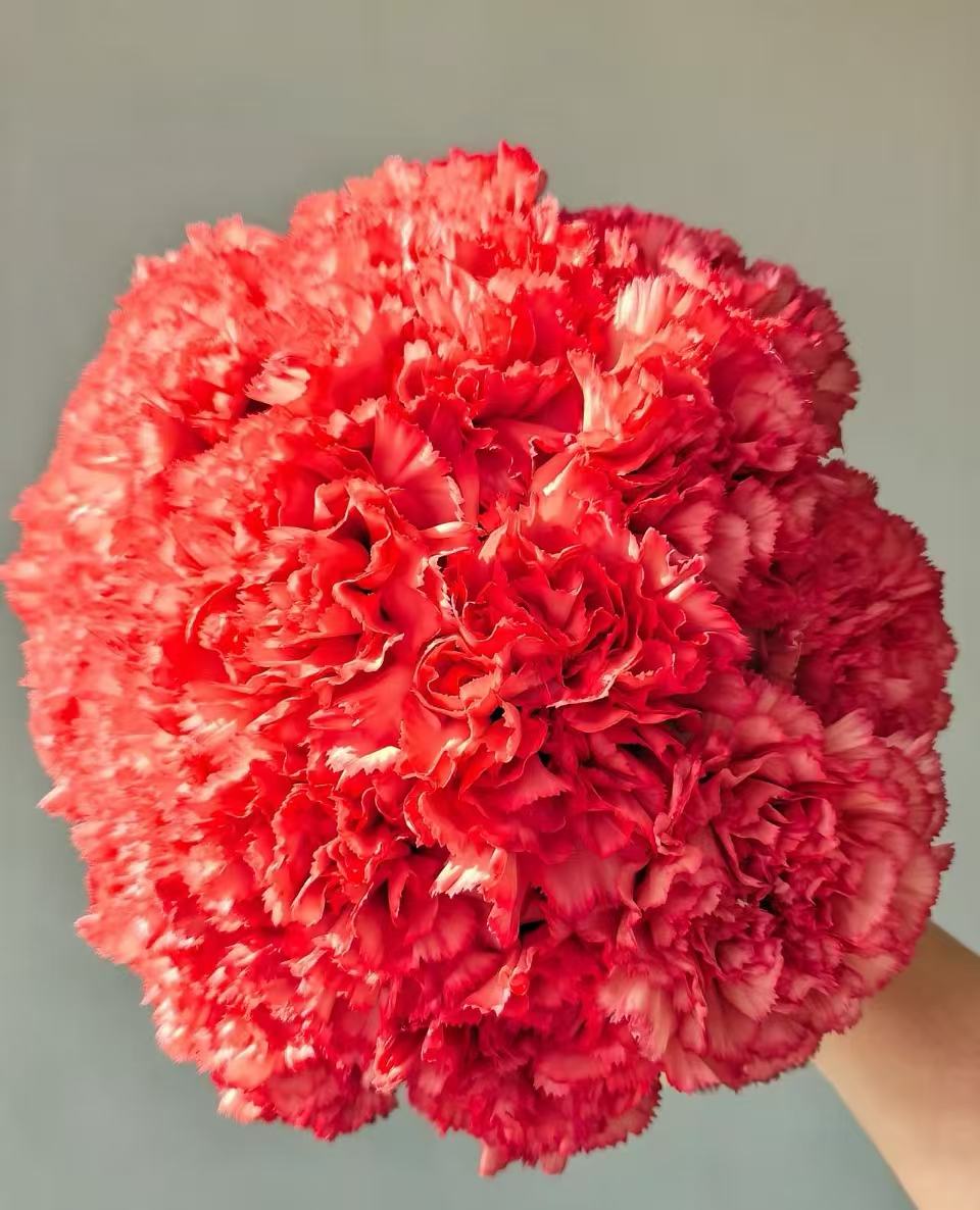 Single-headed Carnation flame5