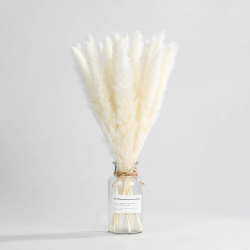 Dried Pampas Grass for Wedding and Home Decor