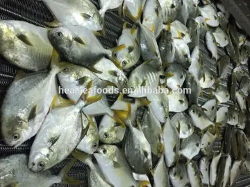 fresh frozen golden pomfret white pomfret fish