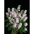 قطع طازجة من Sorbaria Sorbifolia باللون الوردي لتزيين الزفاف