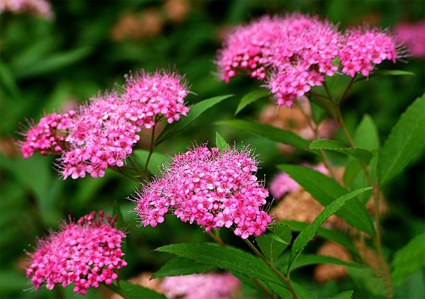 Spiraea