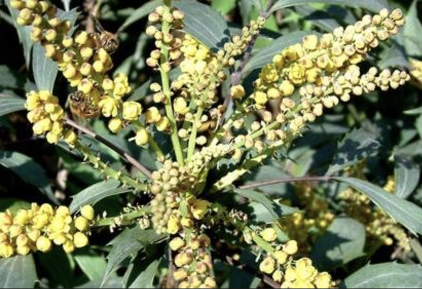 Natural Coptis Extract Powder