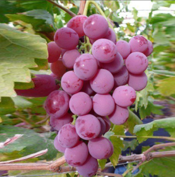 Premium Fresh Yunnan-Grown Red Globe Grapes
