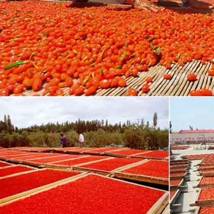 Dried Fruit Goji berry Bulk goji berry