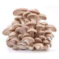 Pleurotus Ostreatus استخراج السكاريد