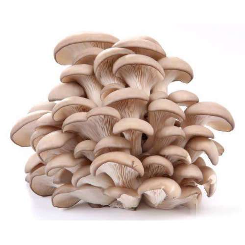 Pleurotus ostreatus extract polysaccharide