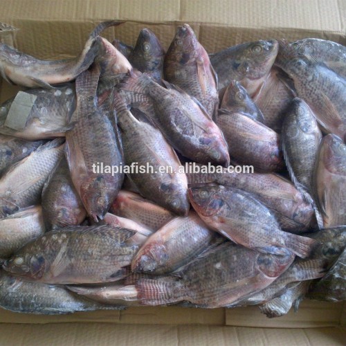 Good Tilapia Wholesale Price For Frozen Tilapia Fish, High Quality