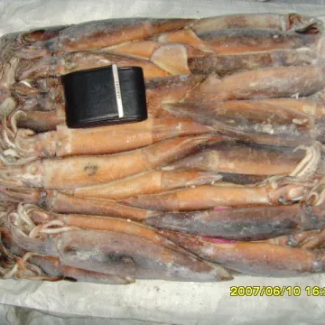Seafood Frozen Illex Loligo Squid 100-200g 10Glazing