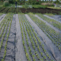 PP Woven Plastic Mesh Roll Weed Control Mat