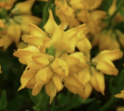 Natural Genistein Extract Powder