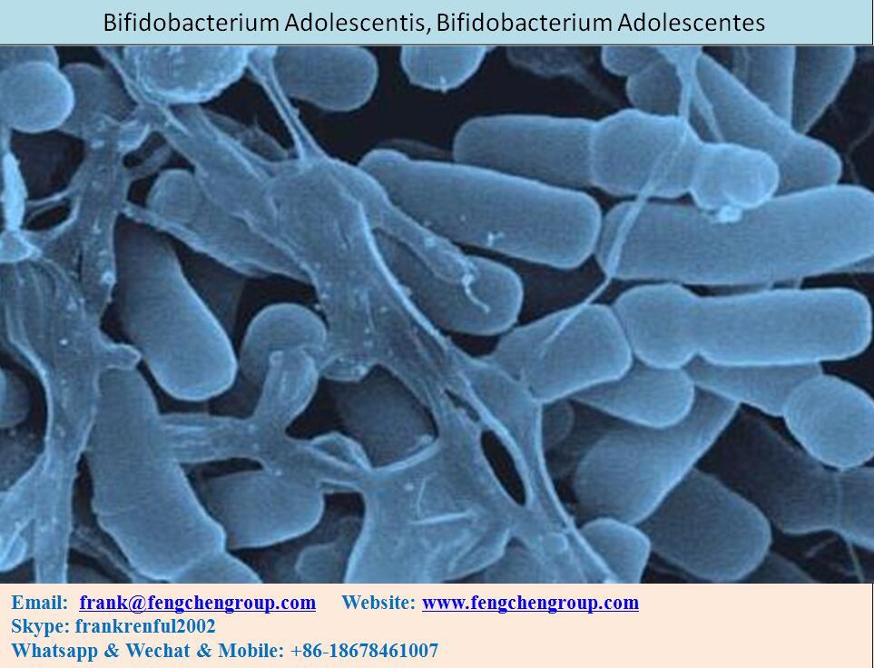 Probiotic Powder 100billion cfu Bifidobacterium Adolescentis