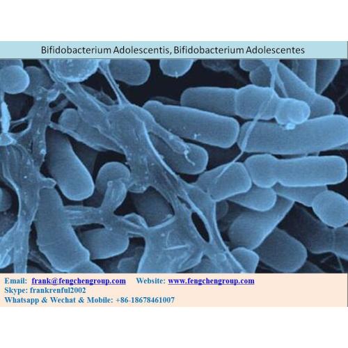 Probiotic Powder 100billion cfu Bifidobacterium Adolescentis