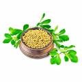 Natural Fenugreek Seed Extract Fenugreek Saponins