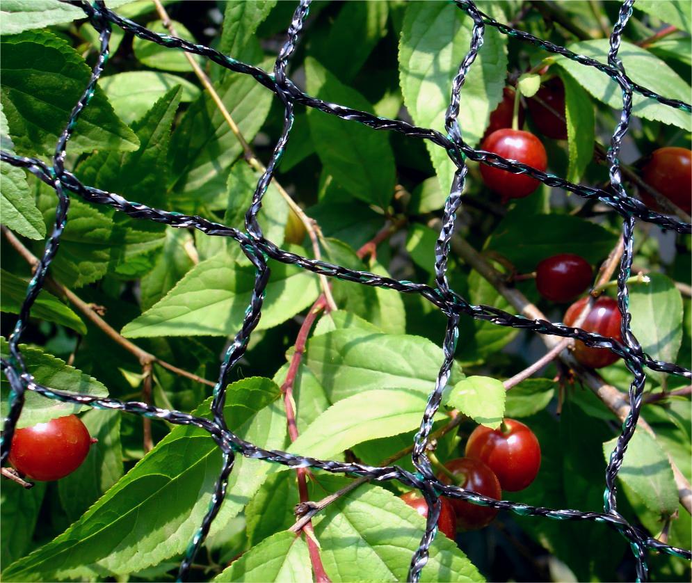 Jardin de filet d&#39;oiseau sans nœuds agricoles