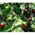 Jardín de la red de aves sin nudos agrícolas