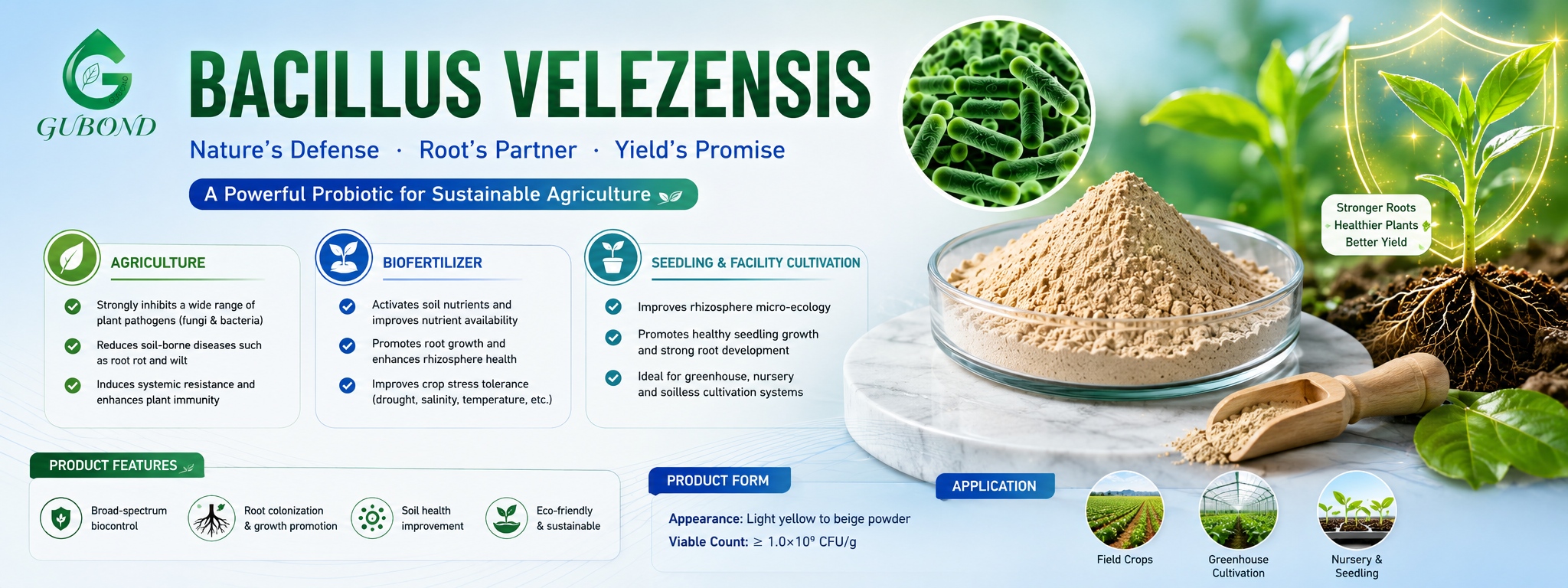 Bacillus velezensis (2)