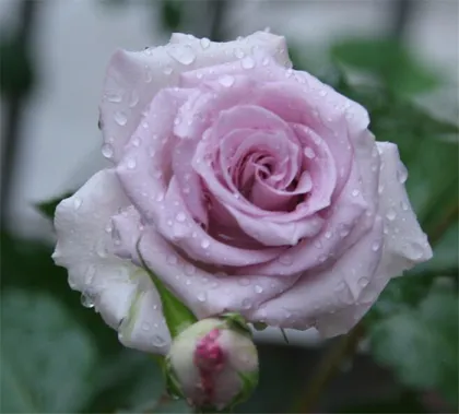 Yunnan China Fresh Cut Rose Direct Farm Supply