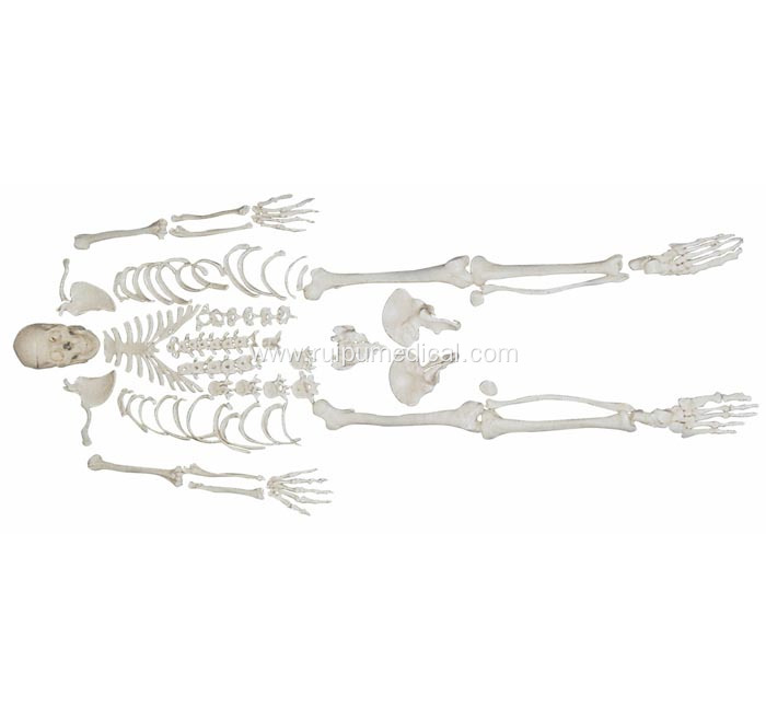 Disarticulated Skeleton with Skull