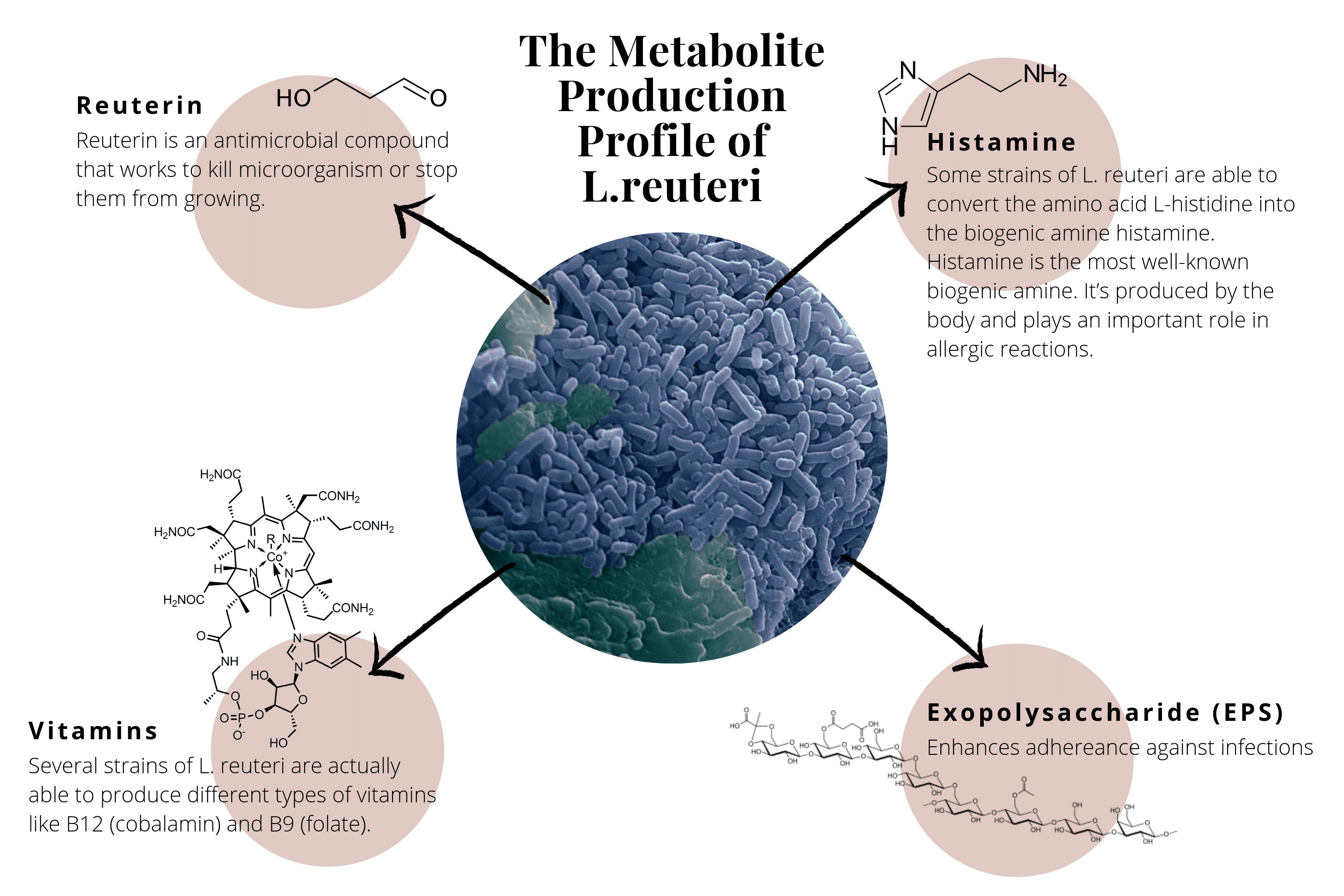 lactobacillus reuteri7