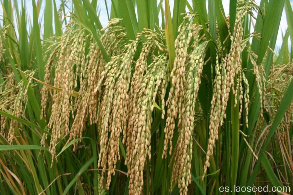 Semillas de arroz natural híbridas