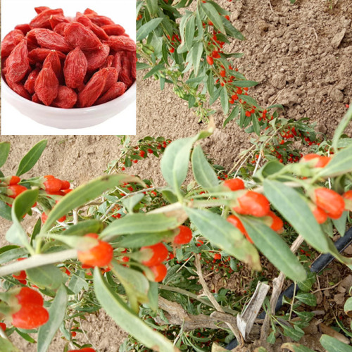 ISO 350gains/50g Dried Goji berry with GMP