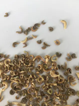 Beautiful flower seeds calendula officinalis seeds