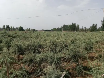 Wild goji bery/ wild wolfberry /Qinghai Black goji