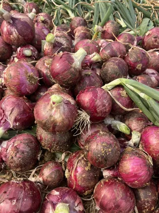 Farm Fresh Ecological Red Onion