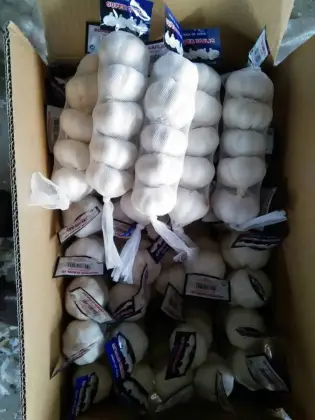 fresh garlic early June to September